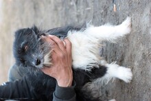 NAJEE, Hund, West Highland White Terrier-Mix in Rumänien - Bild 3