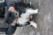 NAJEE, Hund, West Highland White Terrier-Mix in Rumänien - Bild 4