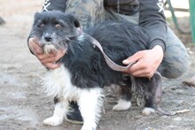 NAJEE, Hund, West Highland White Terrier-Mix in Rumänien - Bild 5