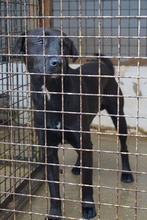 BYRON, Hund, Mischlingshund in Spanien - Bild 5