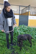 BYRON, Hund, Mischlingshund in Spanien - Bild 7