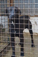 BYRON, Hund, Mischlingshund in Spanien - Bild 8
