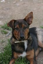 MOCCA, Hund, Mischlingshund in Spanien - Bild 2