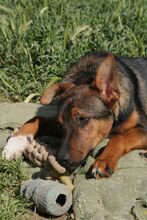 MOCCA, Hund, Mischlingshund in Spanien - Bild 4