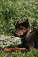 MOCCA, Hund, Mischlingshund in Spanien - Bild 5