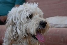 RONY, Hund, Perro de Agua Español in Spanien - Bild 4