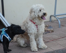 RONY, Hund, Perro de Agua Español in Spanien - Bild 5