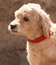 RONY, Hund, Perro de Agua Español in Spanien - Bild 9