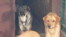 MINA, Hund, Mischlingshund in Bruchköbel - Bild 25