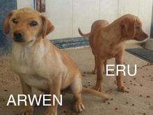 ARWEN, Hund, Mischlingshund in Spanien - Bild 10