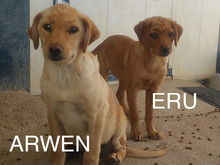 ARWEN, Hund, Mischlingshund in Spanien - Bild 11