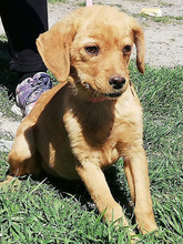 ARWEN, Hund, Mischlingshund in Spanien - Bild 4