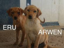 ARWEN, Hund, Mischlingshund in Spanien - Bild 9
