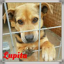 LUPITA, Hund, Labrador-Deutscher Schäferhund-Mix in Rumänien - Bild 1