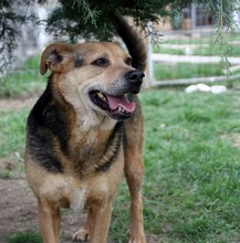 LUPITA, Hund, Labrador-Deutscher Schäferhund-Mix in Rumänien - Bild 10