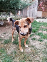 LUPITA, Hund, Labrador-Deutscher Schäferhund-Mix in Rumänien - Bild 13
