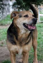 LUPITA, Hund, Labrador-Deutscher Schäferhund-Mix in Rumänien - Bild 14