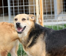 LUPITA, Hund, Labrador-Deutscher Schäferhund-Mix in Rumänien - Bild 2