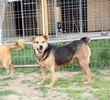 LUPITA, Hund, Labrador-Deutscher Schäferhund-Mix in Rumänien - Bild 4