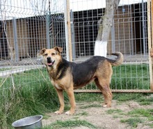 LUPITA, Hund, Labrador-Deutscher Schäferhund-Mix in Rumänien - Bild 5