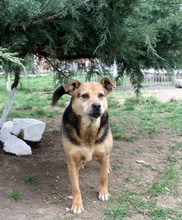LUPITA, Hund, Labrador-Deutscher Schäferhund-Mix in Rumänien - Bild 6