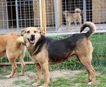 LUPITA, Hund, Labrador-Deutscher Schäferhund-Mix in Rumänien - Bild 7