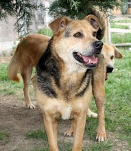 LUPITA, Hund, Labrador-Deutscher Schäferhund-Mix in Rumänien - Bild 8