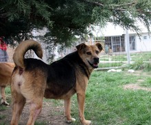 LUPITA, Hund, Labrador-Deutscher Schäferhund-Mix in Rumänien - Bild 9