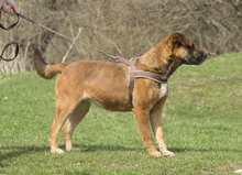 SASHA, Hund, Mischlingshund in Rumänien - Bild 1