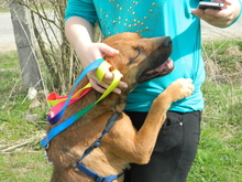 SASHA, Hund, Mischlingshund in Rumänien - Bild 3