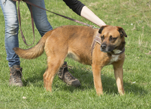 SASHA, Hund, Mischlingshund in Rumänien - Bild 4