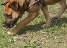 SASHA, Hund, Mischlingshund in Rumänien - Bild 5
