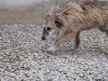 ALDA, Hund, Mischlingshund in Rumänien - Bild 3