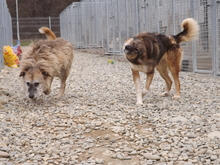 ALDA, Hund, Mischlingshund in Rumänien - Bild 4