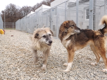 ALDA, Hund, Mischlingshund in Rumänien - Bild 5