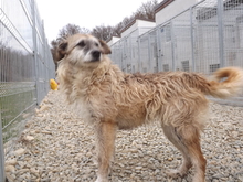 ALDA, Hund, Mischlingshund in Rumänien - Bild 6