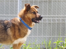 SANSA, Hund, Mischlingshund in Burgdorf - Bild 2