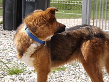 SANSA, Hund, Mischlingshund in Burgdorf - Bild 3