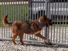 SANSA, Hund, Mischlingshund in Burgdorf - Bild 4