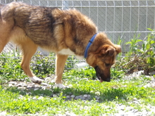 SANSA, Hund, Mischlingshund in Burgdorf - Bild 5