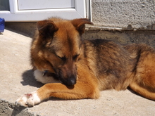 SANSA, Hund, Mischlingshund in Burgdorf - Bild 6