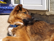 SANSA, Hund, Mischlingshund in Burgdorf - Bild 7