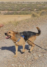 SALVA, Hund, Deutscher Schäferhund-Mix in Spanien - Bild 2