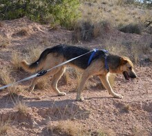 SALVA, Hund, Deutscher Schäferhund-Mix in Spanien - Bild 3