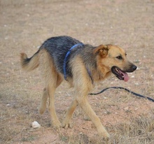 SALVA, Hund, Deutscher Schäferhund-Mix in Spanien - Bild 8