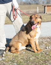 ROMI, Hund, Mischlingshund in Ungarn - Bild 2