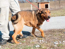 ROMI, Hund, Mischlingshund in Ungarn - Bild 3