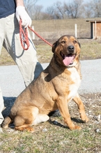 ROMI, Hund, Mischlingshund in Ungarn - Bild 4