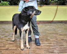 DEVIL, Hund, Mischlingshund in Italien - Bild 2