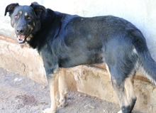 DEVIL, Hund, Mischlingshund in Italien - Bild 5